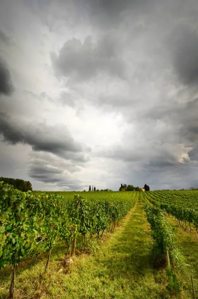 Grapes on Green Vineyards and Cloudy Sky in Tuscany, Chianti region in Italy. — Stock Photo, Image