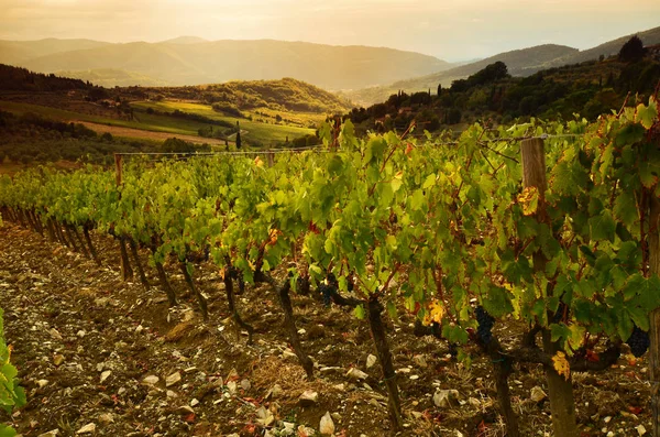 Vacker vingård i Toscana vid solnedgången Chianti, Italien. — Stockfoto