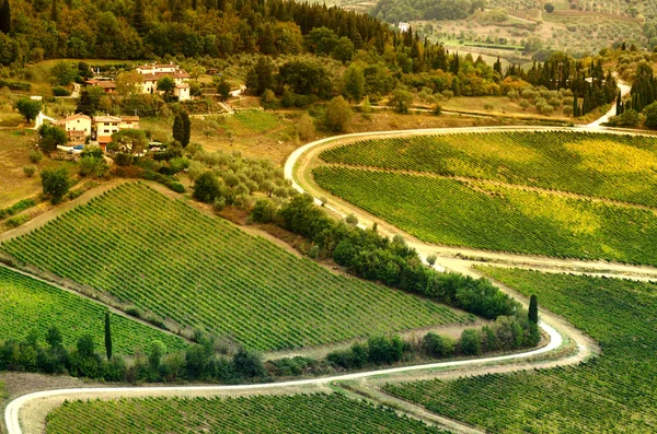 Campo da Toscana com vinhas verdes. Itália . — Fotografia de Stock