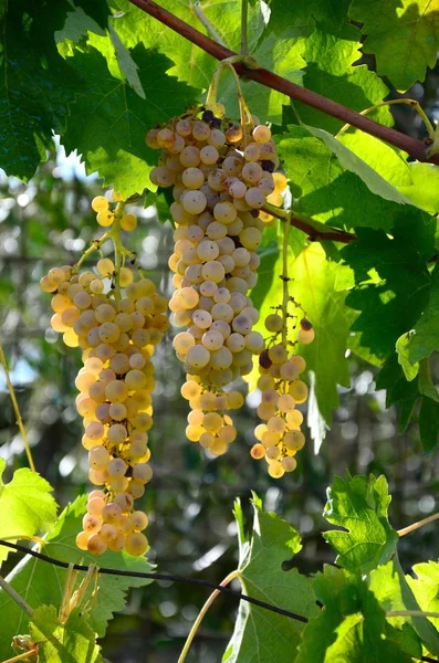 Gäng vita druvor i en vingård i Toscana. Sommarsäsongen. Italien — Stockfoto