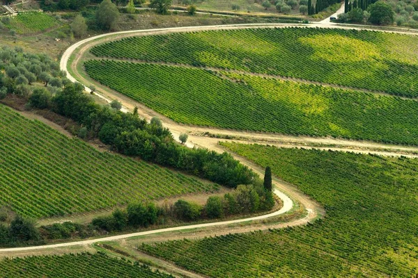 Toscana Campo con viñedos verdes. Italia . —  Fotos de Stock