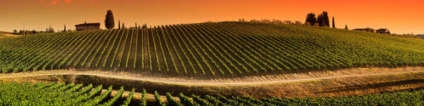 Beautiful Vineyard in Tuscany at Sunset Chianti, Italy.
