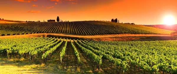 Bela vinha na Toscana ao pôr-do-sol Chianti, Itália . — Fotografia de Stock