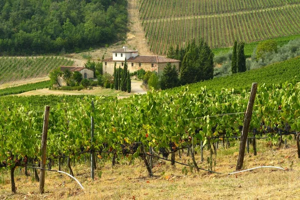 19 августа 2017: Красивые зеленые виноградники в Тоскане с фермерским домом на заднем плане. Ломбард в деревне Ле Фалси под Флоренцией. Летний сезон, Италия . — стоковое фото