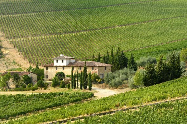 19 Agosto 2017: Belos vinhedos verdes na Toscana com casa de fazenda em segundo plano. Localizado em Le Sieci Village, perto de Florença. Temporada de Verão, Itália . — Fotografia de Stock