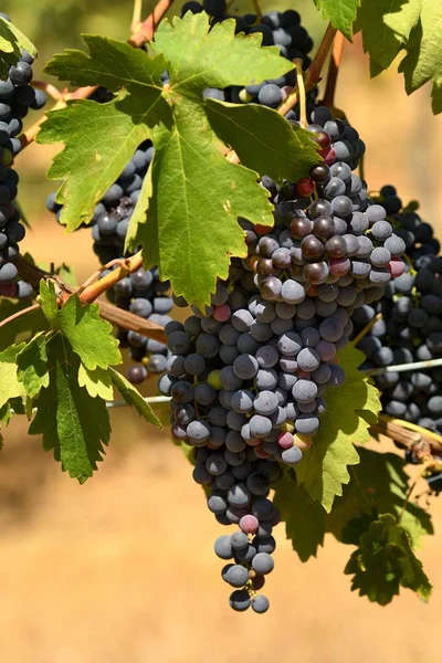 Grappolo d'uva in vigneto a chianti. Toscana, Italia . — Foto Stock