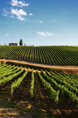 12 Ağustos 2017: güzel üzüm ve Chianti, Toskana bölgesindeki mavi gökyüzü. İtalya