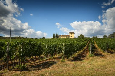 12 Ağustos 2017: Chianti bölgesinde mavi bulutlu gökyüzü ile güzel üzüm. Florence, Toskana yanında yer. İtalya