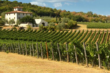 12 Ağustos 2017: Chianti bölgesinde güzel üzüm. Florence, Toskana yanında yer. İtalya
