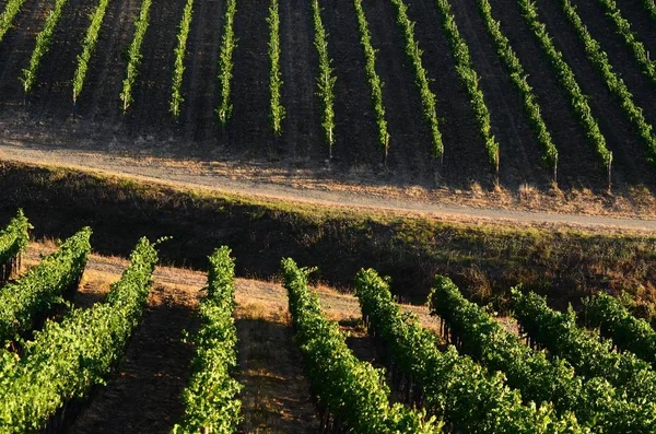Fileiras de vinhas verdes, na Toscana. Itália — Fotografia de Stock