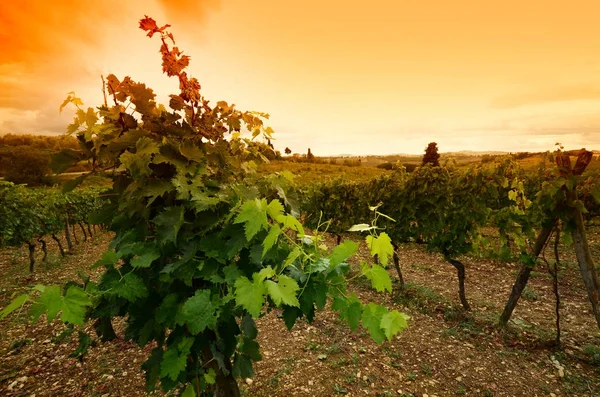 Hojas verdes de viñedo al atardecer. Italia . — Foto de Stock