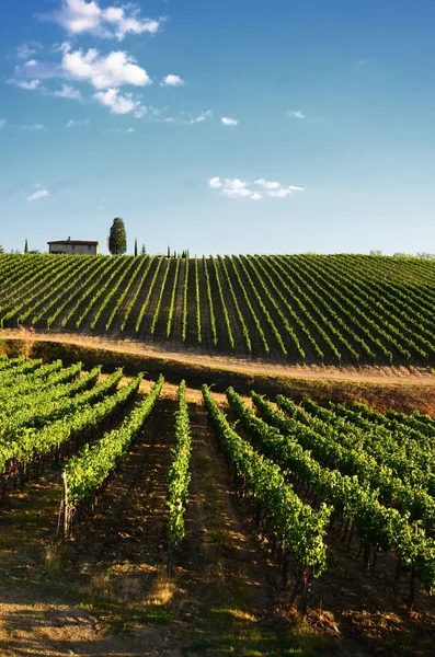 12 agosto 2017: Hermoso viñedo y cielo azul en Chianti, Toscana. Italia — Foto de Stock