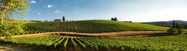 12 agosto 2017: Hermoso viñedo y cielo azul en Chianti, Toscana. Italia — Foto de Stock