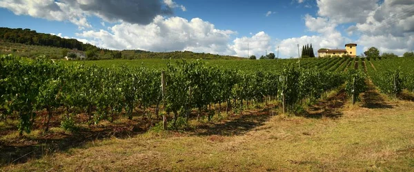 2017. augusztus 12.: gyönyörű szőlőskertek a kék felhős ég, a Chianti régióban. Firenze, Toscana közelében található. Olaszország — Stock Fotó