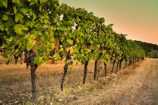 Reihen von Weinbergen bei Sonnenuntergang, Toskana. Italien. — Stockfoto