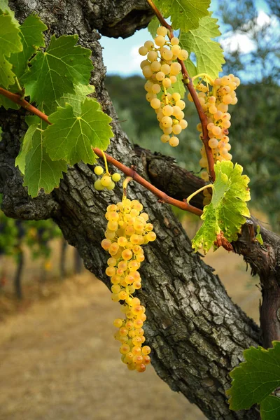 Bílé hrozny na vinici v regionu Chianti. Toskánsko, Itálie — Stock fotografie