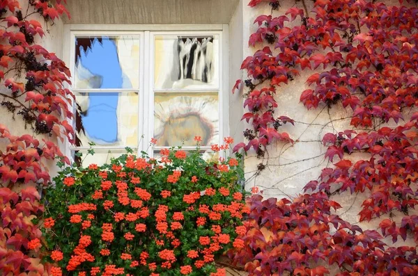 Czerwone kwiaty i liście w centrum Bressanone. Bolzano, Włochy. — Zdjęcie stockowe