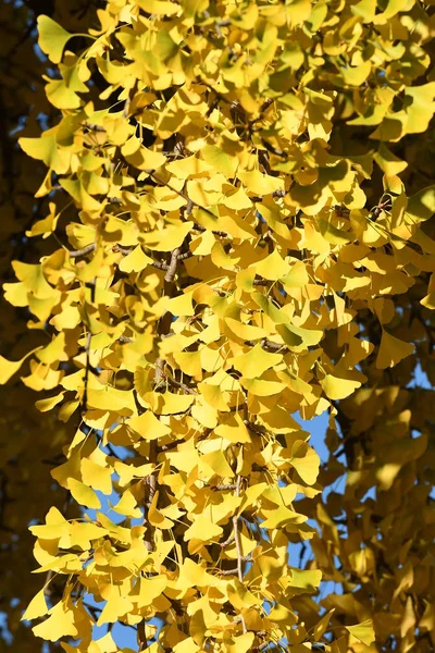 Крупный план Гинкго Билоба желтые листья на дереве во время осеннего сезона, в парке во Флоренции. Италия — стоковое фото