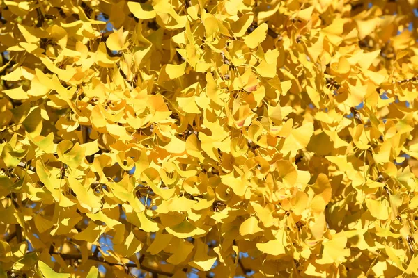 Крупный план Гинкго Билоба желтые листья на дереве во время осеннего сезона, в парке во Флоренции. Италия — стоковое фото