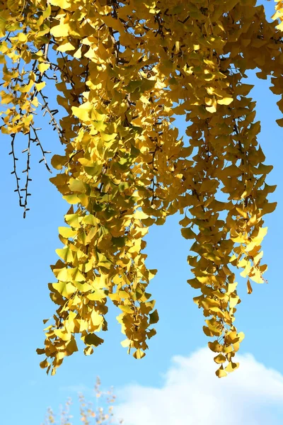 Close up de Ginkgo Biloba folhas amarelas na árvore durante a temporada de outono, em um parque em Florença. Itália — Fotografia de Stock