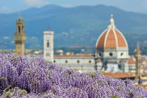 フィレンツェ イタリアの背景にサンタ マリア フィオーレ大聖堂を持つフィレンツェのバルディーニ庭園で藤の花の開花 — ストック写真