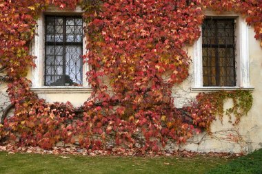 Red leaves at Abbey of Novacella, south tyrol, Bressanone, Italy. The Augustinian abbey of Novacella (Augustiner-Chorherrenstift Neustift in German), in the municipality of Varna, in the immediate vicinity of Bressanone, (Bolzano). Italy.  clipart