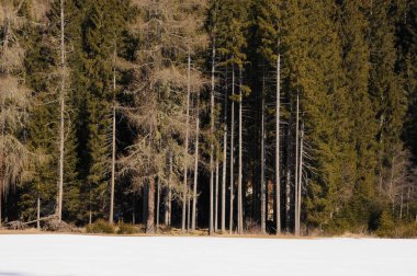 Forest in winter season, near Sesto Pusteria in the italian Dolomites. Northern Italy. clipart