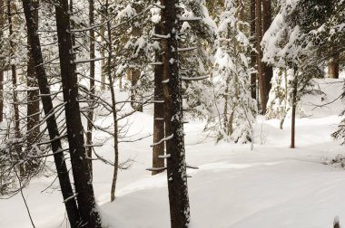 Güzel bir kış sahne. İtalyan Dolomites üzerinde kış ormandaki ağaçlar kar kaplı. Arka plan. İtalya.
