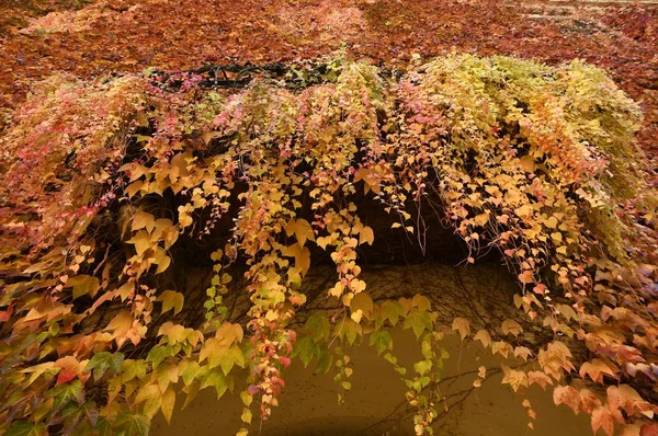 Folhas Vermelhas Abadia Novacella Sul Tirol Bressanone Itália Abadia Agostiniana — Fotografia de Stock