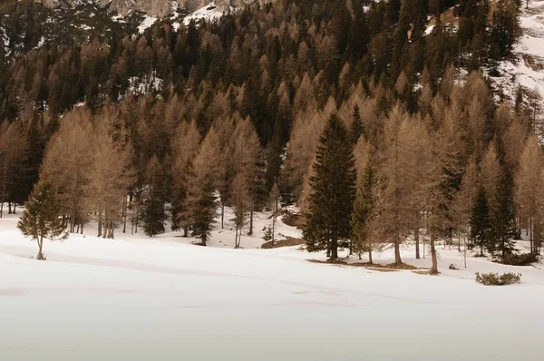 Kış Sezonu Sesto Pusteria Talyan Dolomites Içinde Yakınındaki Ormanda Kuzey — Stok fotoğraf