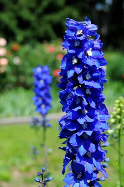 Lupins Fleurs Dans Jardin — Photo