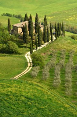 İtalya, Pienza - 24 Nisan 2018: Güzel Tuscan, yatay yeşil hills Pienza yakınındaki Podere Belvedere adlı sarı çiçekler, zeytin ağaçları ve selvi ile bahar mevsiminde. İtalya