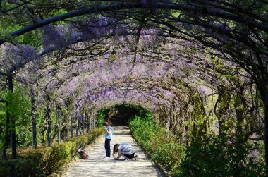 Güzel mor wisteria çiçeklenme. Ünlü wisteria tünel Bardini Garden Floransa (Giardini Bardini). Toskana, İtalya.