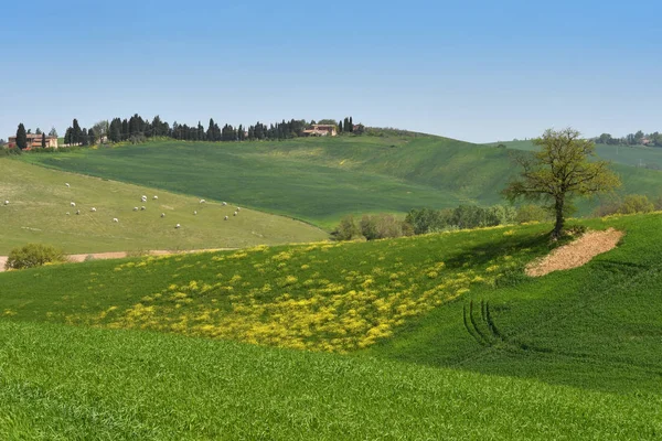 レイプやサン クイリコ ドルチャ シエナ 近くの黄色の開花と美しい緑の丘 イタリア — ストック写真