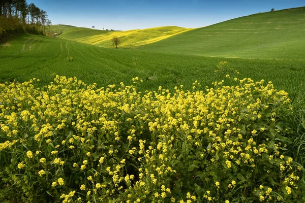 Όμορφο Πράσινο Λόφους Κίτρινο Ανθοφορίας Βιασμού Και Canola Κοντά Σαν — Φωτογραφία Αρχείου