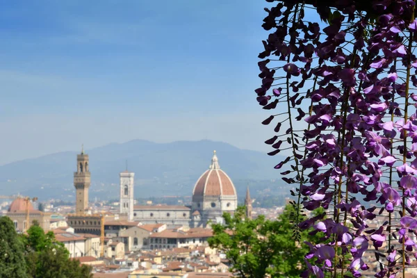 背景にサンタ マリア フィオーレ大聖堂を持つフィレンツェのバルディーニ庭園に咲く藤は フィレンツェ イタリア — ストック写真