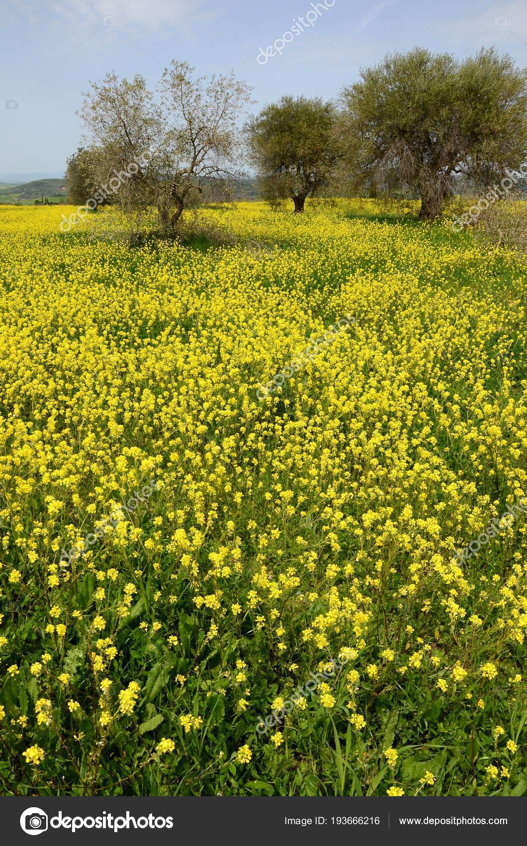 Fiori Gialli Toscana.Beautiful Field Yellow Flowers Olive Trees Tuscan Countryside