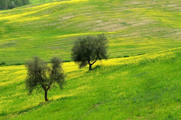 Belo Campo Flores Amarelas Com Oliveiras Céu Azul Nublado Zona — Fotografia de Stock