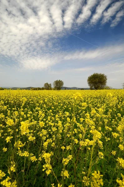 Bellissimo Campo Fiori Gialli Con Ulivi Nella Campagna Toscana Vicino — Foto Stock