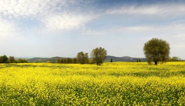 Pienza (Siena) yakınındaki Tuscan kırsalında zeytin ağaçları ile sarı çiçek güzel alan. İtalya