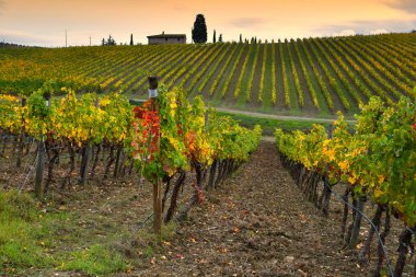 İtalya 'nın Toskana kentinde, renkli sonbahar mevsiminde Quarate köyü (Floransa) yakınlarındaki Chianti bölgesindeki güzel sarı üzüm bağları.