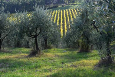 tipik Tuscany, yatay, zeytin ağaçları ve üzüm bağları. Chianti Bölgesi, İtalya.