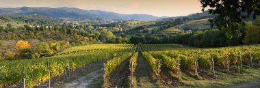 Sonbaharın renkleriyle gün batımında Chianti, Greve (Floransa) yakınlarındaki Chianti bölgesinde güzel bir üzüm bağı. İtalya.