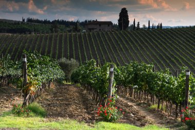 Kırmızı güller ve sıra sıra yeşil üzüm bağları Chianti bölgesinde, Toskana 'da. İtalya. 