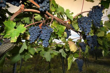 İtalya 'da güneşli bir günde, Chianti bölgesindeki üzüm bağında kırmızı üzüm.