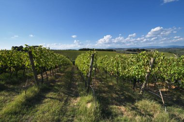 Bahar mevsiminde Mercatale Val di Pesa (Floransa) yakınlarındaki güzel yeşil üzüm bağlarının Toskana manzarası. Toskana, İtalya.