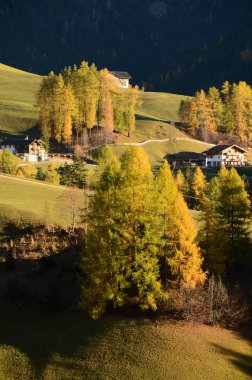 Sonbahar renkleri Val di Funes bir köknar ormanda. (Bolzano) south tyrol, İtalya.