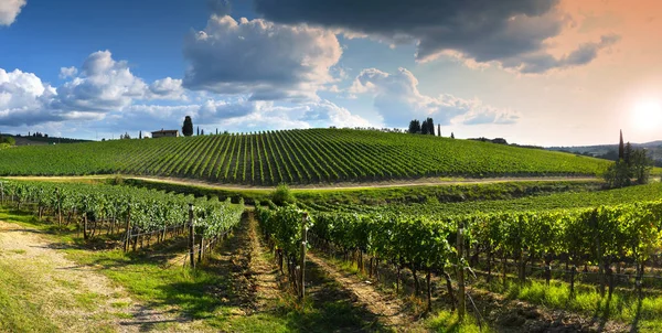 Hermoso Viñedo Campiña Toscana Cerca Florencia Atardecer Con Cielo Nublado — Foto de Stock