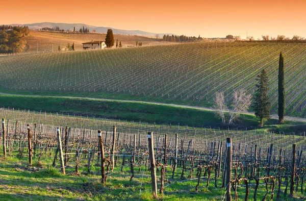 Beautiful Tuscan Landscape Hills Florence Sunset Vineyards Cypress Winter Season — Stock Photo, Image