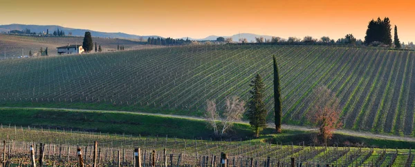 Beautiful Tuscan Landscape Hills Florence Sunset Vineyards Cypress Winter Season — Stock Photo, Image